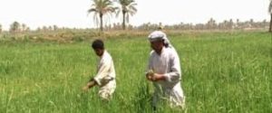 الفلاح السعودي