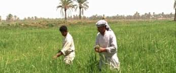 الفلاح السعودي: تحولات منظومة القيم بين عصرين