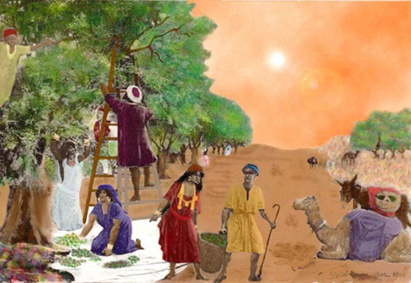 شجرة الزيتون صفاقس